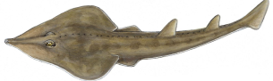 Shovelnose Guitarfish (300) 1.png