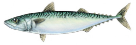 mackerel_redimensionar.png