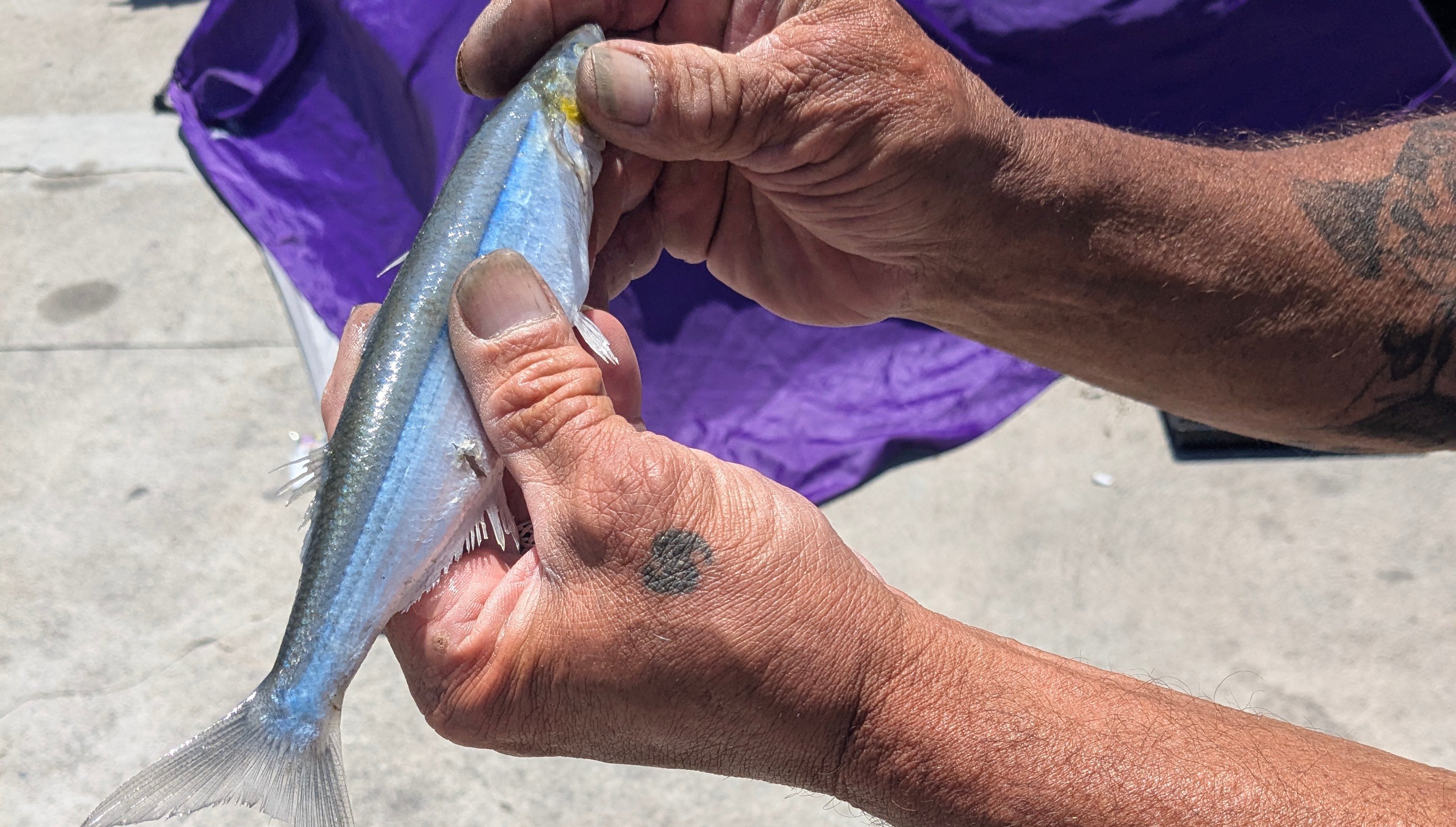 Man holding a fish on a pier