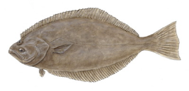 california halibut_redimensionar.png